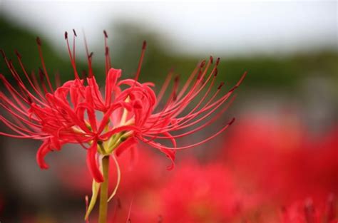 彼岸花開花|彼岸花（ヒガンバナ）ってどんな花？別名や赤・黄色・白の花言。